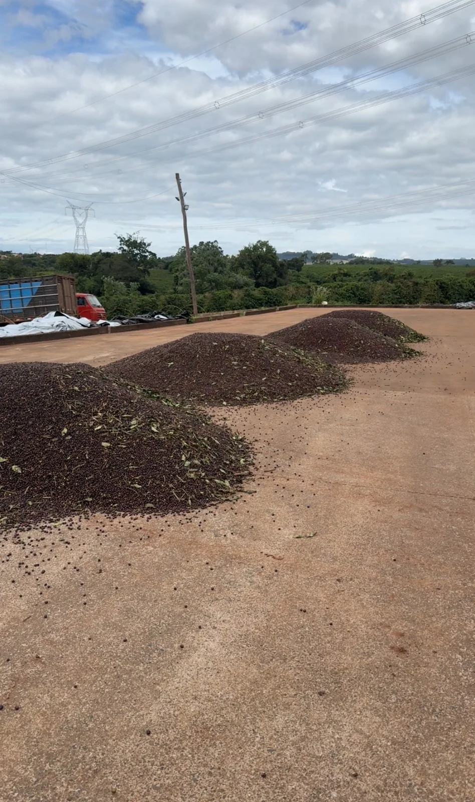 Les cerises de café empilées en forme de volcan, pendant la fermentation naturelle